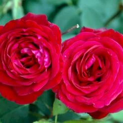 'Leonora Christine'® Rosa X 'Leonora Christine'® (Storblomstrende) A-Kvalitet,- Barrods Roser Min. 3 Grene -Sirius Butik p2053 51323 rosa x leonora christine storblomstrende 51d3