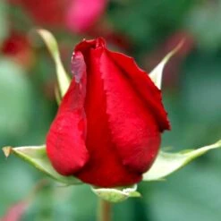 'Leonora Christine'® Rosa X 'Leonora Christine'® (Storblomstrende) A-Kvalitet,- Barrods Roser Min. 3 Grene -Sirius Butik p2053 51324 rosa x leonora christine storblomstrende e274