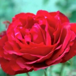 'Leonora Christine'® Rosa X 'Leonora Christine'® (Storblomstrende) A-Kvalitet,- Barrods Roser Min. 3 Grene -Sirius Butik p2053 51325 rosa x leonora christine storblomstrende b115