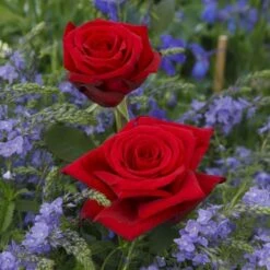 'Leonora Christine'® Rosa X 'Leonora Christine'® (Storblomstrende) A-Kvalitet,- Barrods Roser Min. 3 Grene -Sirius Butik p2053 53598 rosa x leonora christine storblomstrende 4374