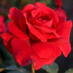 'Leonora Christine'® Rosa X 'Leonora Christine'® (Storblomstrende) A-Kvalitet,- Barrods Roser Min. 3 Grene -Sirius Butik p2053 53599 rosa x leonora christine storblomstrende 9c32