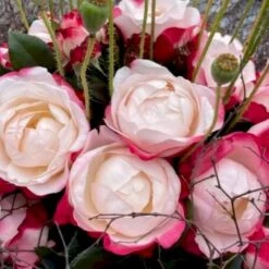 'Nostalgie'® Rosa X 'Nostalgie'® (Storblomstrende) A-Kvalitet,- Barrods Roser Min. 3 Grene -Sirius Butik p2056 51346 rosa x nostalgie storblomstrende 8802