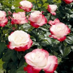 'Nostalgie'® Rosa X 'Nostalgie'® (Storblomstrende) A-Kvalitet,- Barrods Roser Min. 3 Grene -Sirius Butik p2056 53987 rosa x nostalgie storblomstrende fcdc