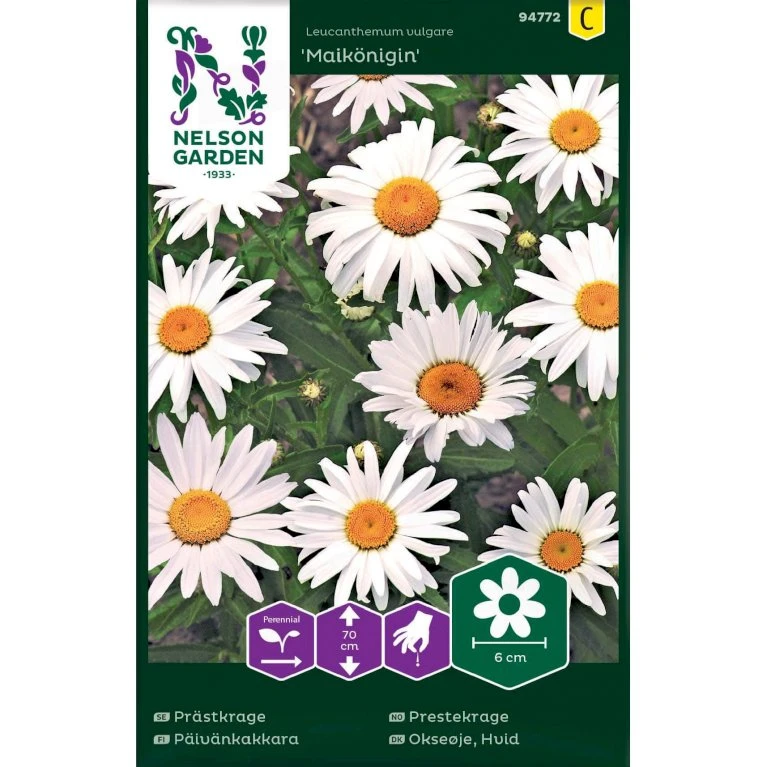 Okseøje 'Maikönigin' Leucanthemum Vulgare 'Maikönigin' Pose Med Frø Eller Løg, 20 1 Okseøje 'Maikönigin' Leucanthemum Vulgare 'Maikönigin' Pose Med Frø Eller Løg, 20