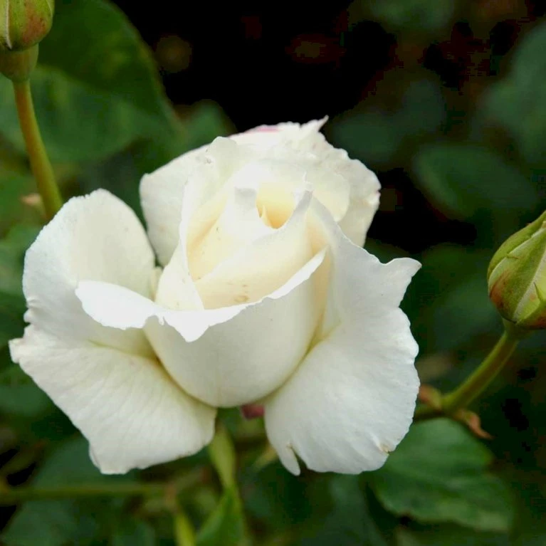 'Pascali' Rosa X 'Pascali' (Storblomstrende) A-Kvalitet,- Barrods Roser Min. 3 Grene 1 'Pascali' Rosa X 'Pascali' (Storblomstrende) A-Kvalitet,- Barrods Roser Min. 3 Grene