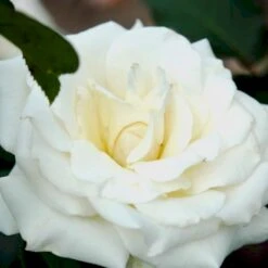 'Pascali' Rosa X 'Pascali' (Storblomstrende) A-Kvalitet,- Barrods Roser Min. 3 Grene 11 'Pascali' Rosa X 'Pascali' (Storblomstrende) A-Kvalitet,- Barrods Roser Min. 3 Grene -Sirius Butik p2058 51349 rosa x pascali storblomstrende 4bda