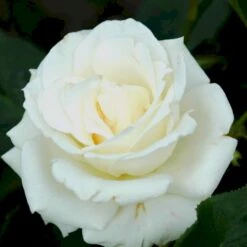 'Pascali' Rosa X 'Pascali' (Storblomstrende) A-Kvalitet,- Barrods Roser Min. 3 Grene 12 'Pascali' Rosa X 'Pascali' (Storblomstrende) A-Kvalitet,- Barrods Roser Min. 3 Grene -Sirius Butik p2058 51350 rosa x pascali storblomstrende 94a0