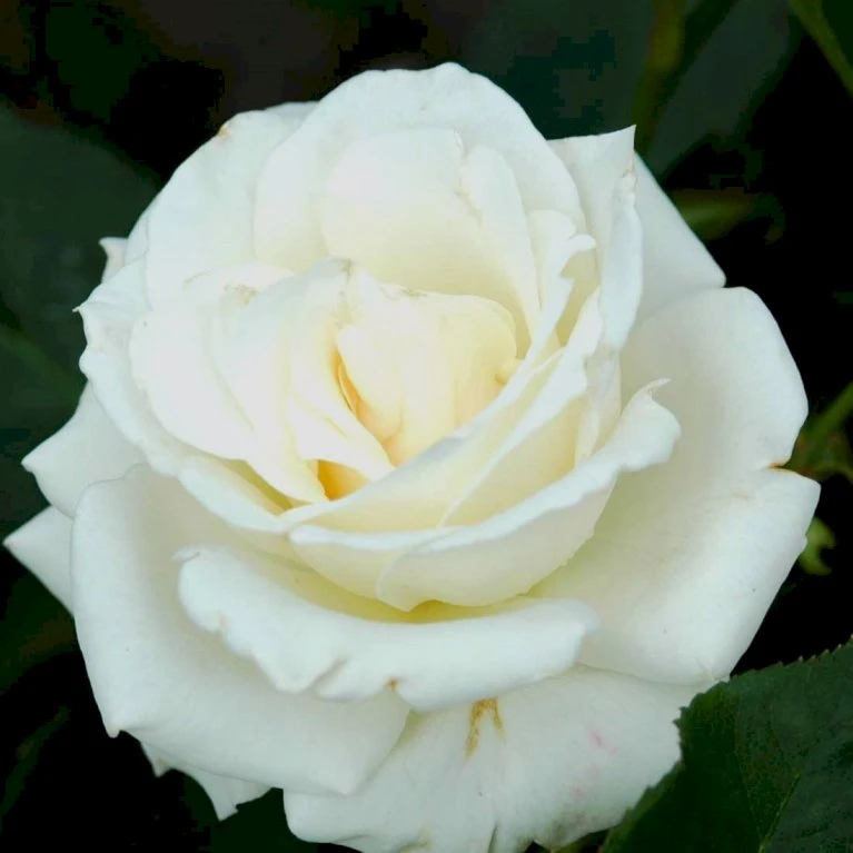 'Pascali' Rosa X 'Pascali' (Storblomstrende) A-Kvalitet,- Barrods Roser Min. 3 Grene 4 'Pascali' Rosa X 'Pascali' (Storblomstrende) A-Kvalitet,- Barrods Roser Min. 3 Grene - Billede 4