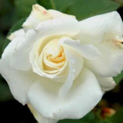 'Pascali' Rosa X 'Pascali' (Storblomstrende) A-Kvalitet,- Barrods Roser Min. 3 Grene 13 'Pascali' Rosa X 'Pascali' (Storblomstrende) A-Kvalitet,- Barrods Roser Min. 3 Grene -Sirius Butik p2058 51351 rosa x pascali storblomstrende bc52