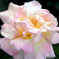 'Peace' Rosa X 'Peace' A-Kvalitet,- Barrods Roser Min. 3 Grene -Sirius Butik p2059 51353 rosa x peace a155