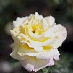 'Peace' Rosa X 'Peace' A-Kvalitet,- Barrods Roser Min. 3 Grene -Sirius Butik p2059 51354 rosa x peace ef10