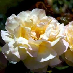 'Peace' Rosa X 'Peace' A-Kvalitet,- Barrods Roser Min. 3 Grene -Sirius Butik p2059 51355 rosa x peace bc28