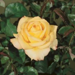 'Peer Gynt'® Rosa X 'Peer Gynt'® (Storblomstrende) A-Kvalitet,- Barrods Roser Min. 3 Grene -Sirius Butik p2060 53624 rosa x peer gynt storblomstrende 590f