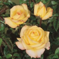 'Peer Gynt'® Rosa X 'Peer Gynt'® (Storblomstrende) A-Kvalitet,- Barrods Roser Min. 3 Grene -Sirius Butik p2060 53625 rosa x peer gynt storblomstrende 0406