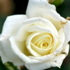 'Polarstern'® Rosa X 'Polarstern'® (Storblomstrende) A-Kvalitet,- Barrods Roser Min. 3 Grene -Sirius Butik p2063 51360 rosa x polarstern storblomstrende cf05