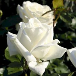 'Polarstern'® Rosa X 'Polarstern'® (Storblomstrende) A-Kvalitet,- Barrods Roser Min. 3 Grene -Sirius Butik p2063 53989 rosa x polarstern storblomstrende 2777