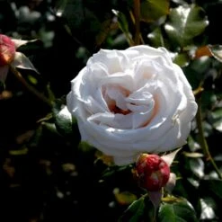 'Royal Copenhagen'™ Rosa X 'Royal Copenhagen'™ (Storblomstrende) A-Kvalitet,- Barrods Roser Min. 3 Grene -Sirius Butik p2066 51375 rosa x royal copenhagen storblomstrende 9c36