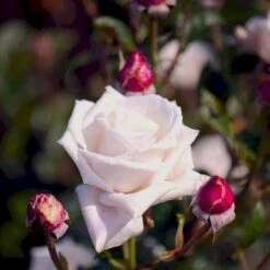 'Royal Copenhagen'™ Rosa X 'Royal Copenhagen'™ (Storblomstrende) A-Kvalitet,- Barrods Roser Min. 3 Grene -Sirius Butik p2066 51376 rosa x royal copenhagen storblomstrende c6eb