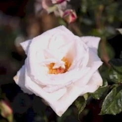 'Royal Copenhagen'™ Rosa X 'Royal Copenhagen'™ (Storblomstrende) A-Kvalitet,- Barrods Roser Min. 3 Grene -Sirius Butik p2066 51377 rosa x royal copenhagen storblomstrende d8d6