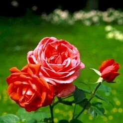 'Super Star'® Rosa X 'Super Star'® (Storblomstrende) A-Kvalitet,- Barrods Roser Min. 3 Grene -Sirius Butik p2070 51389 rosa x super star storblomstrende fa2a