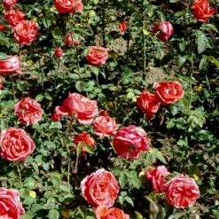 'Super Star'® Rosa X 'Super Star'® (Storblomstrende) A-Kvalitet,- Barrods Roser Min. 3 Grene -Sirius Butik p2070 51390 rosa x super star storblomstrende 9e6b