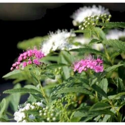 Spiræa 'Genpei' Spiraea Japonica 'Genpei' Potte 2,0 Liter,- 25-30 Cm. -Sirius Butik p20712 41128 spiraea japonica genpei 0721