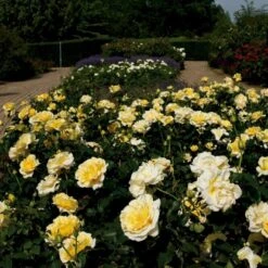 'Tivoli 150'™ Rosa X 'Tivoli 150'™ A-Kvalitet,- Barrods Roser Min. 3 Grene -Sirius Butik p2073 51395 rosa x tivoli 150 0108