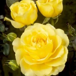 'Tivoli 150'™ Rosa X 'Tivoli 150'™ A-Kvalitet,- Barrods Roser Min. 3 Grene -Sirius Butik p2073 51397 rosa x tivoli 150 24f5