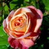 'Troika' Rosa X 'Troika' (Storblomstrende) A-Kvalitet,- Barrods Roser Min. 3 Grene