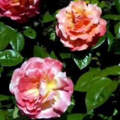 'Troika' Rosa X 'Troika' (Storblomstrende) A-Kvalitet,- Barrods Roser Min. 3 Grene -Sirius Butik p2074 51400 rosa x troika storblomstrende 6047