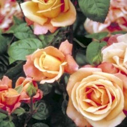 'Troika' Rosa X 'Troika' (Storblomstrende) A-Kvalitet,- Barrods Roser Min. 3 Grene -Sirius Butik p2074 51401 rosa x troika storblomstrende 4b96