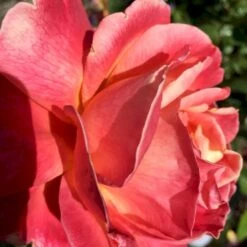 'Troika' Rosa X 'Troika' (Storblomstrende) A-Kvalitet,- Barrods Roser Min. 3 Grene -Sirius Butik p2074 51402 rosa x troika storblomstrende 01c6