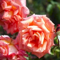 'Victor Borge'™ Rosa X 'Victor Borge'™ (Storblomstrende) A-Kvalitet,- Barrods Roser Min. 3 Grene -Sirius Butik p2076 51408 rosa x victor borge storblomstrende 8c6e