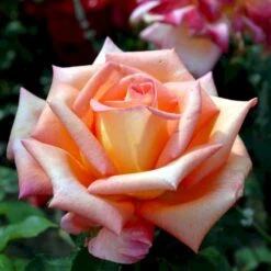 'Victor Borge'™ Rosa X 'Victor Borge'™ (Storblomstrende) A-Kvalitet,- Barrods Roser Min. 3 Grene -Sirius Butik p2076 51409 rosa x victor borge storblomstrende 5a55