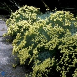 Cypresurt Santolina Chamaecyparissus 12 Cm Potte