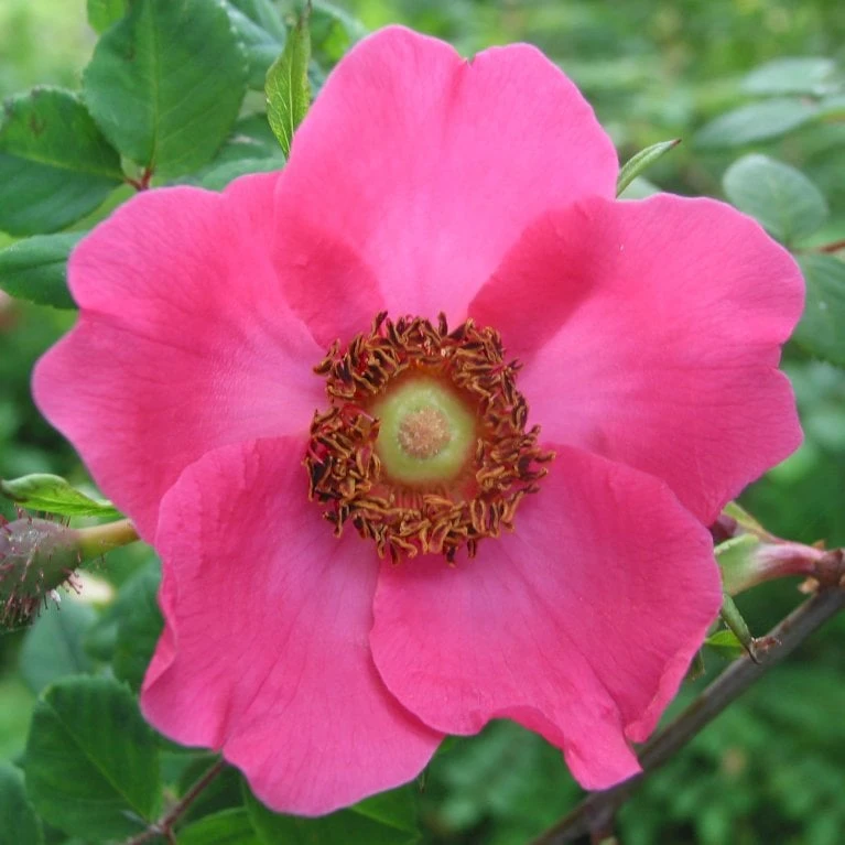 'Kristine' Rosa Moyesii 'Kristine' (Mandarinrose) A-Kvalitet,- Barrods Roser Min. 3 Grene 1 'Kristine' Rosa Moyesii 'Kristine' (Mandarinrose) A-Kvalitet,- Barrods Roser Min. 3 Grene