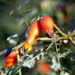 'Kristine' Rosa Moyesii 'Kristine' (Mandarinrose) A-Kvalitet,- Barrods Roser Min. 3 Grene 5 'Kristine' Rosa Moyesii 'Kristine' (Mandarinrose) A-Kvalitet,- Barrods Roser Min. 3 Grene -Sirius Butik p20933 53443 rosa moyesii kristine mandarinrose 44c0