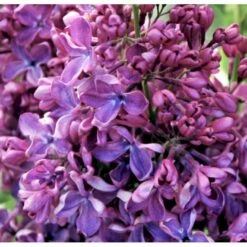 'Charles Joly' Syringa Vul. 'Charles Joly' (storblomstrende) Potte 12 Liter,- 80-100 Cm. -Sirius Butik p2103 39683 syringa vul charles joly storblomstrende abdf
