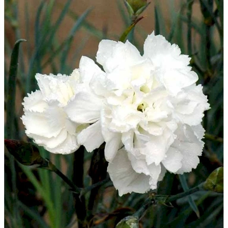 Havenellike Dianthus Caryophyllus 'Hvid' 10 Cm. Potte 1 Havenellike Dianthus Caryophyllus 'Hvid' 10 Cm. Potte