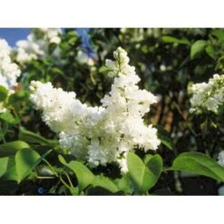 'Mme Lemoine' Syringa Vul, 'Mme. Lemoine' (storblomstrende) Potte 12 Liter,- 80-100 Cm. -Sirius Butik p2107 1647 syringa vulgaris mme lemoine f290