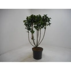 'Mme Lemoine' Syringa Vul, 'Mme. Lemoine' (storblomstrende) Potte 12 Liter,- 80-100 Cm.