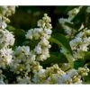 'Primrose' Syringa Vul. 'Primrose' (storblomstrende) Med Klump,- 125-150 Cm.