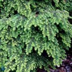 Japansk Taks 'Nana' Taxus Cuspidata 'Nana' Potte 5,0 Liter,- 30-40 Cm. -Sirius Butik p2115 1652 taxus cuspidata nana 6e2d