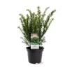 Taks 'Farmen' Taxus Media 'Farmen' Potte 3,0 Liter,- 25-30 Cm.