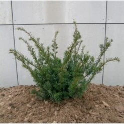 Taks 'Farmen' Taxus Media 'Farmen' Potte 3,0 Liter,- 25-30 Cm. -Sirius Butik p2116 47522 taxus media farmen 2f26