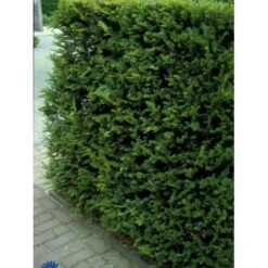 Almindelig Taks Taxus Baccata Potte 3,0 Liter,- 40-60 Cm. -Sirius Butik p2119 1655 taxus baccata 0df8