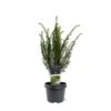 Almindelig Taks Taxus Baccata Potte 3,0 Liter,- 40-60 Cm.