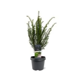 Almindelig Taks Taxus Baccata Potte 3,0 Liter,- 40-60 Cm.