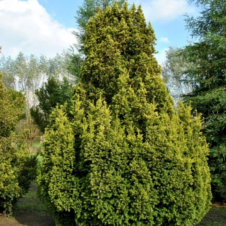 Almindelig Gul Søjletaks 'Fastigiata Aurea'' Taxus Baccata 'Fastigiata Aurea' Med Klump,- 100-120 Cm. 1 Almindelig Gul Søjletaks 'Fastigiata Aurea'' Taxus Baccata 'Fastigiata Aurea' Med Klump,- 100-120 Cm.