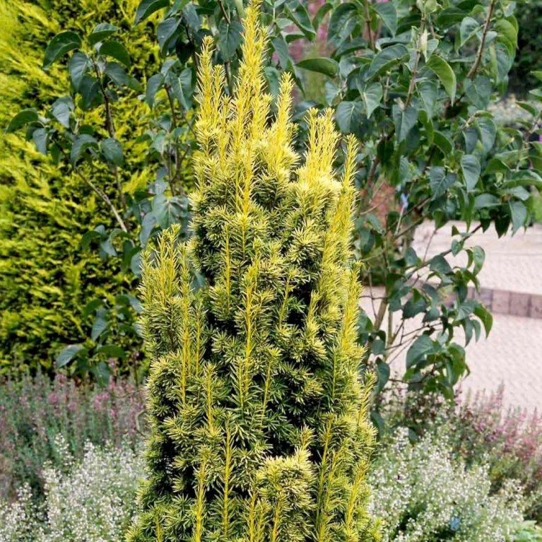 Almindelig Gul Søjletaks 'Fastigiata Aurea'' Taxus Baccata 'Fastigiata Aurea' Med Klump,- 100-120 Cm. 3 Almindelig Gul Søjletaks 'Fastigiata Aurea'' Taxus Baccata 'Fastigiata Aurea' Med Klump,- 100-120 Cm. - Billede 3